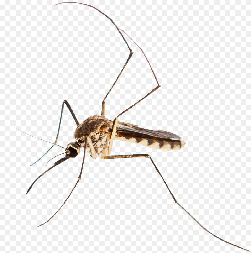 Adobe Mosquito Mosquito, Animal, Insect, Invertebrate, Spider Free Transparent Png