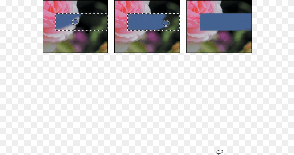 Adobe Photoshop Cc Logo, Flower, Plant, Rose, Petal Free Png Download