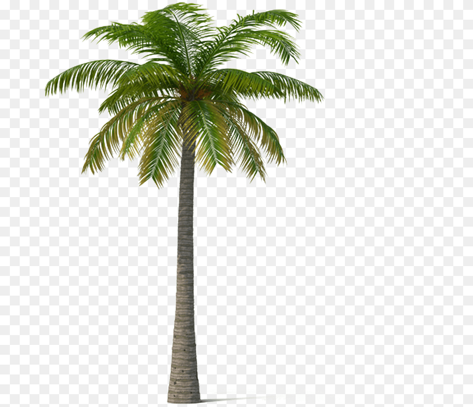 Adonidia Veitchia Coconut Tree Date Trees Transparent, Palm Tree, Plant, Leaf Free Png Download