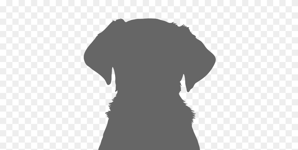 Adopt A Dog Harry Pug Dogs Trust, Silhouette, Animal, Canine, Mammal Png Image