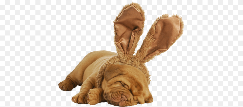 Adopt A Dog In Columbia Petsinc Happy Easter Bordeaux, Animal, Mammal, Rabbit, Pet Free Png