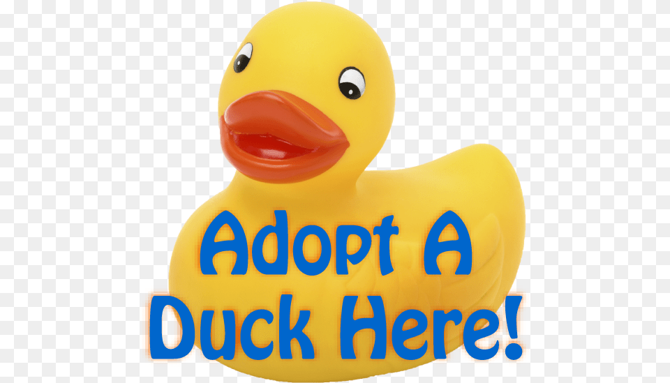 Adopt A Duck Here, Animal, Bird, Toy Free Png Download