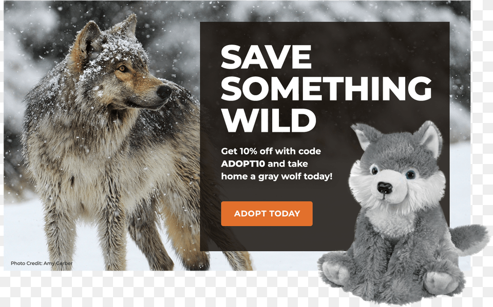 Adopt A Gray Wolf Coyote, Animal, Mammal, Canine, Dog Free Png