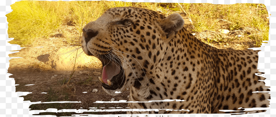 Adopt A Leopard Jaguar, Animal, Mammal, Panther, Wildlife Free Transparent Png