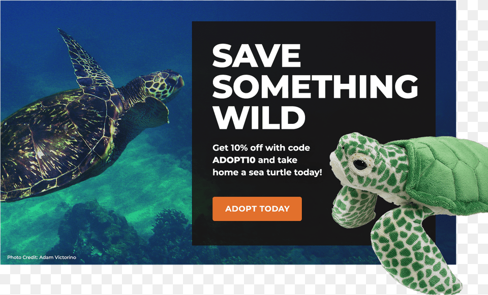 Adopt A Sea Turtle Save The Turtles Facts, Animal, Reptile, Sea Life, Sea Turtle Free Png Download