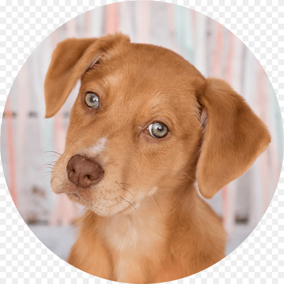 Adopt Companion Dog, Photography, Animal, Pet, Mammal Free Transparent Png