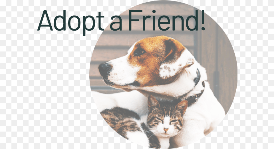 Adopt U0026 Foster U2013 Highland Animal Hospital Love Cats And Dogs, Canine, Dog, Hound, Mammal Free Png Download