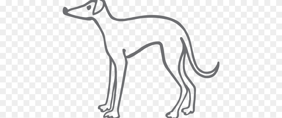 Adopt Zac The Greyhound As Your Pet Greyhound Trust, Stencil, Animal, Kangaroo, Mammal Free Transparent Png
