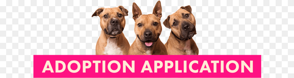 Adoption, Animal, Canine, Dog, Mammal Png