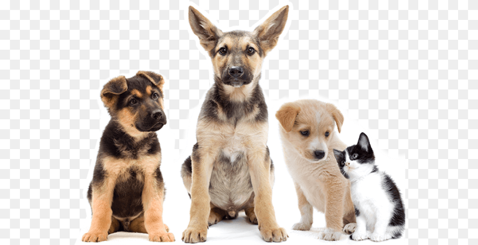 Adorable Puppies And Kitten Puppy Cat And Dog Cute, Animal, Canine, Mammal, Pet Png Image