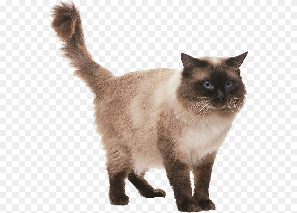 Adorable Ragdoll Cat Picture Ragdoll Cat Standing, Animal, Mammal, Pet, Siamese Png Image