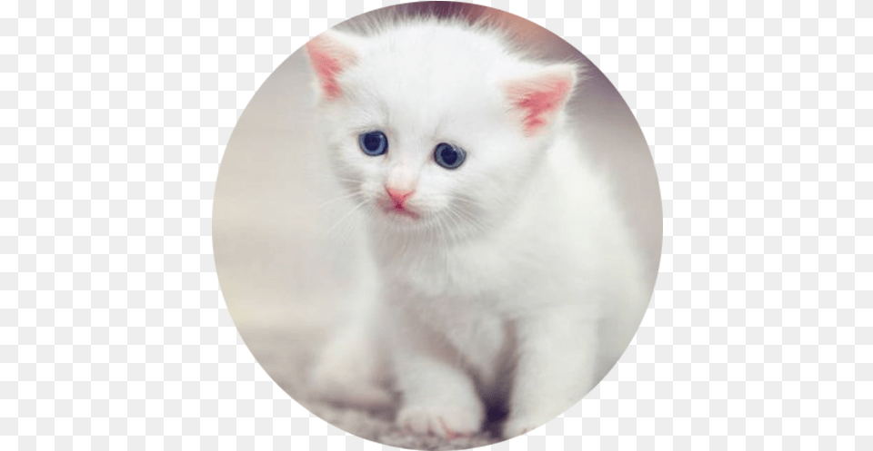 Adorable Tiny Kitten Still Miss You Meme, Animal, Cat, Mammal, Pet Png