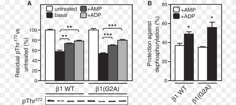 Adp Protects Against Pp2c Mediated Dephosphorylation, Chart, Plot, Scoreboard Free Png