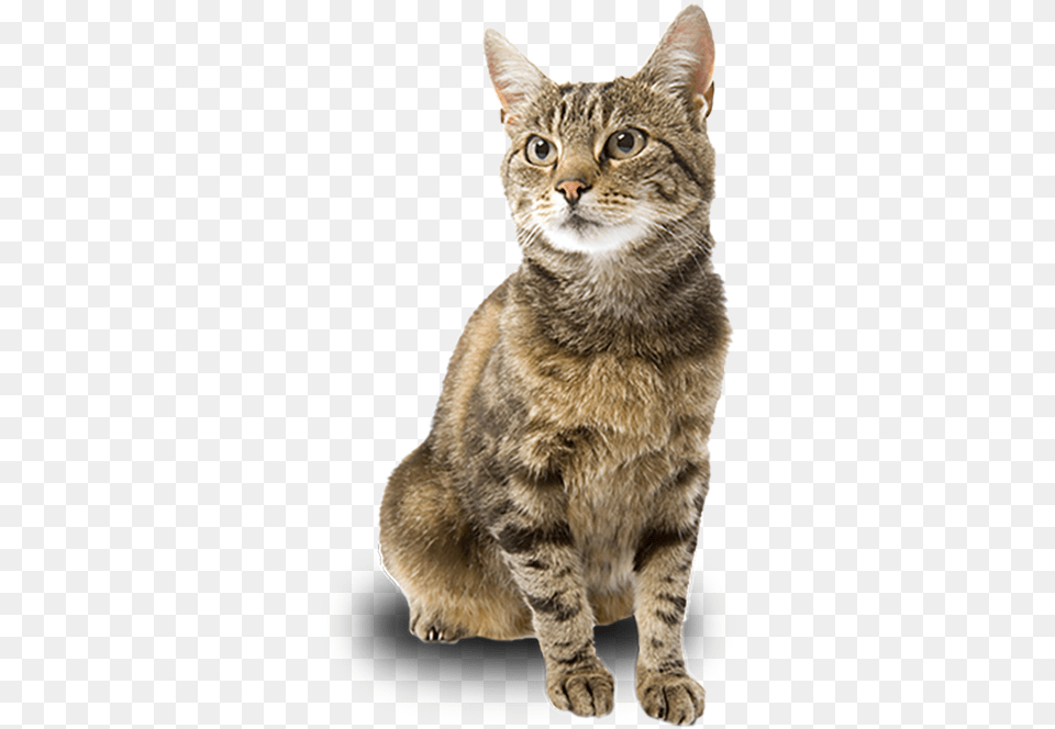 Adpot A Cat Domestic Short Haired Cat, Animal, Mammal, Manx, Pet Free Transparent Png