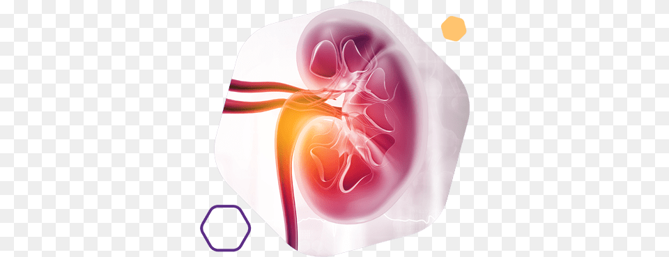 Adrenal Cortex U2013 Porcine Advanced Orthomolecular Research Heart Free Png Download