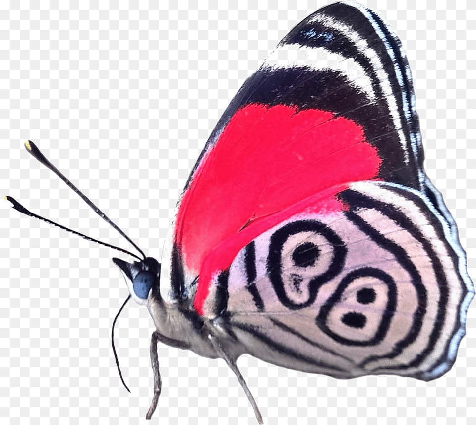 Adriana Realscientists 88 Butterfly Full Diaethria Phlogea, Animal, Insect, Invertebrate Free Png