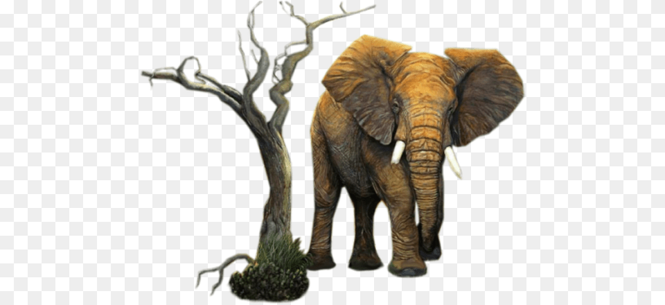 Adu Diplomats Afriadu Elephant On A Tree, Animal, Mammal, Wildlife, Food Free Transparent Png