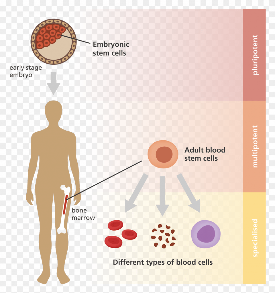 Adult Embryonic Stem Cells, Male, Man, Person, Chart Free Png Download