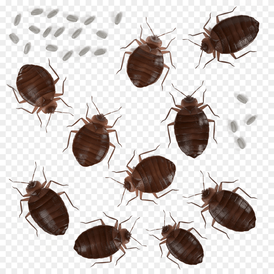 Adult Female Bed Bug Eggs, Animal, Insect, Invertebrate Png Image