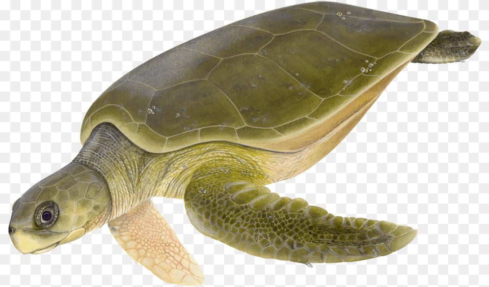Adult Flatback Sea Turtle Flatback Sea Turtles Natator Depressus, Animal, Reptile, Sea Life, Sea Turtle Free Png Download
