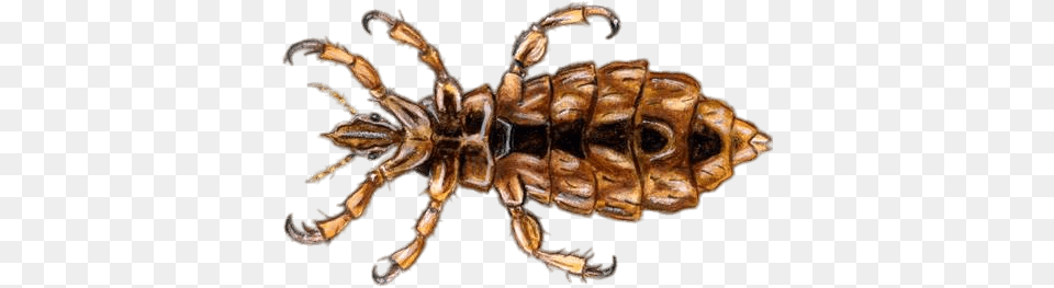 Adult Head Louse Illustration, Animal, Insect, Invertebrate, Spider Png Image