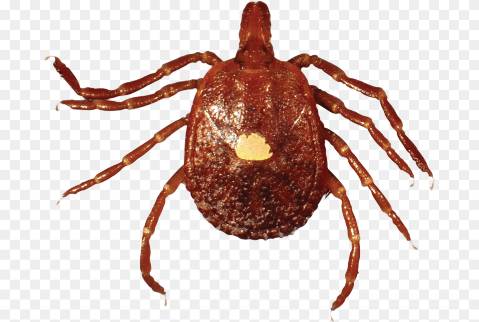 Adult Lone Star Tick Red Tic, Animal, Insect, Invertebrate Free Transparent Png
