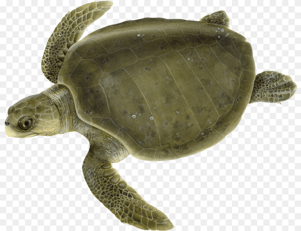 Adult Olive Ridley Sea Turtle Olive Ridley Turtle Clipart, Animal, Reptile, Sea Life, Sea Turtle Free Png