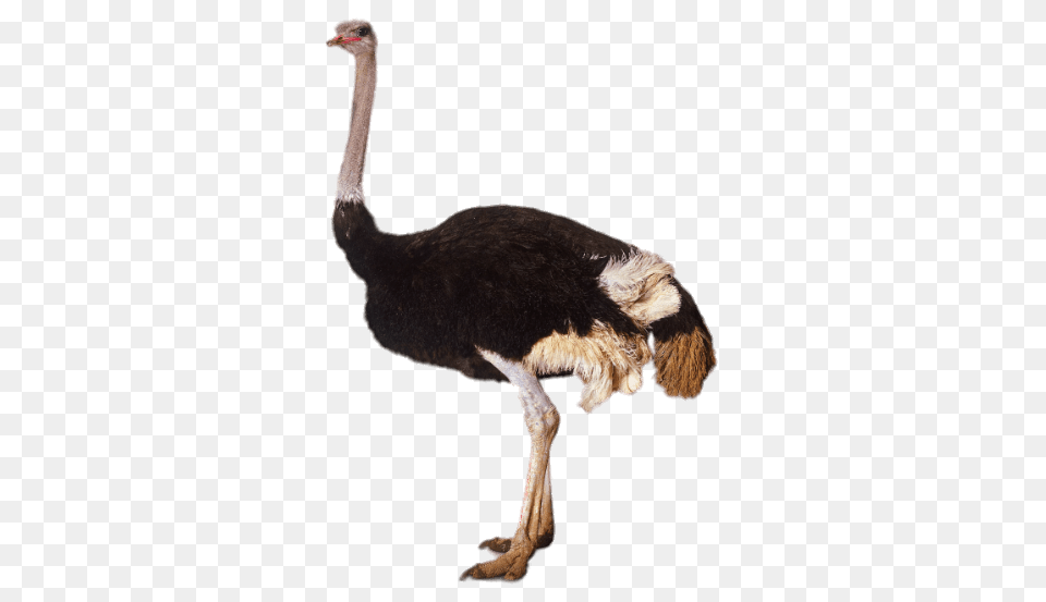 Adult Ostrich, Animal, Bird Png Image