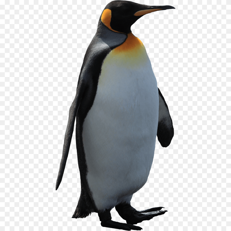 Adult Penguin, Animal, Bird, King Penguin Free Png Download