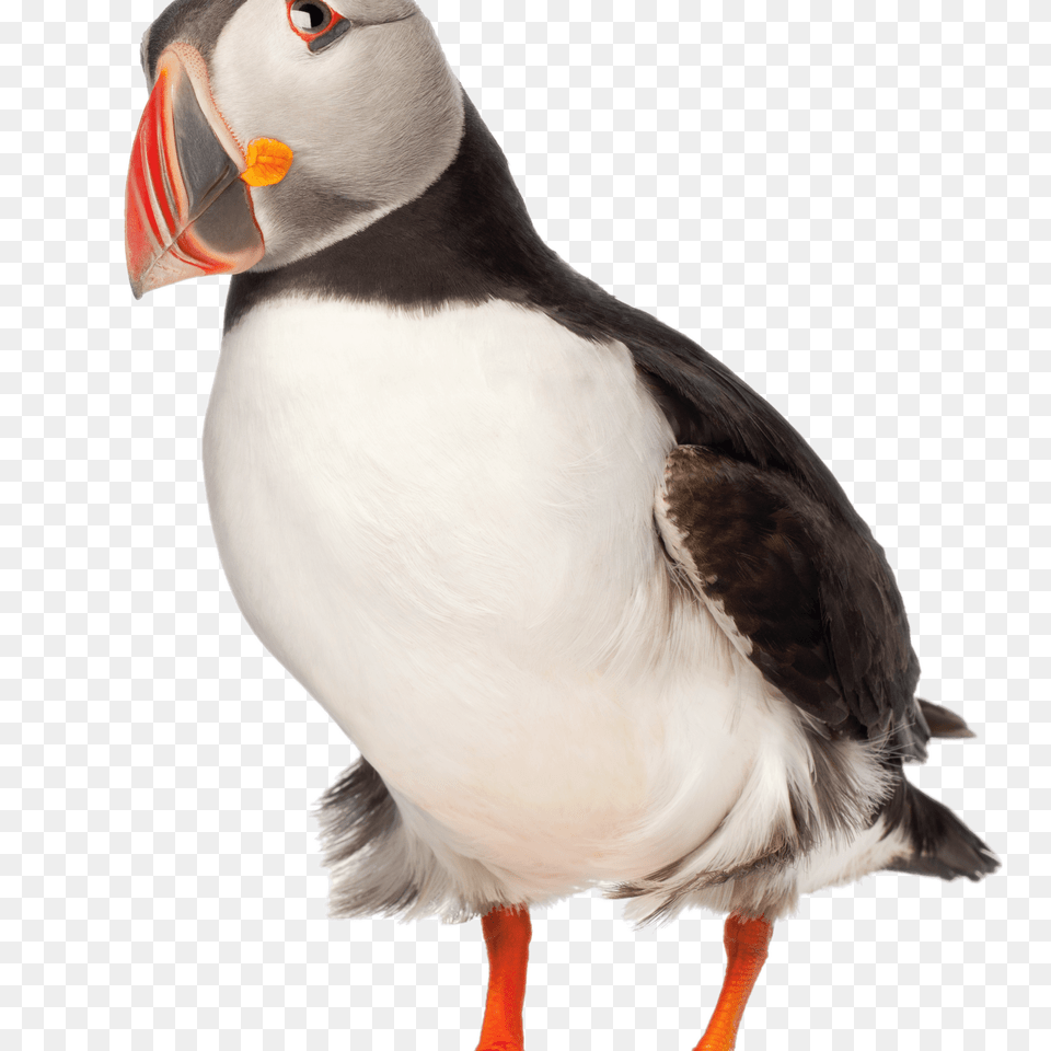 Adult Puffin, Animal, Bird Png Image