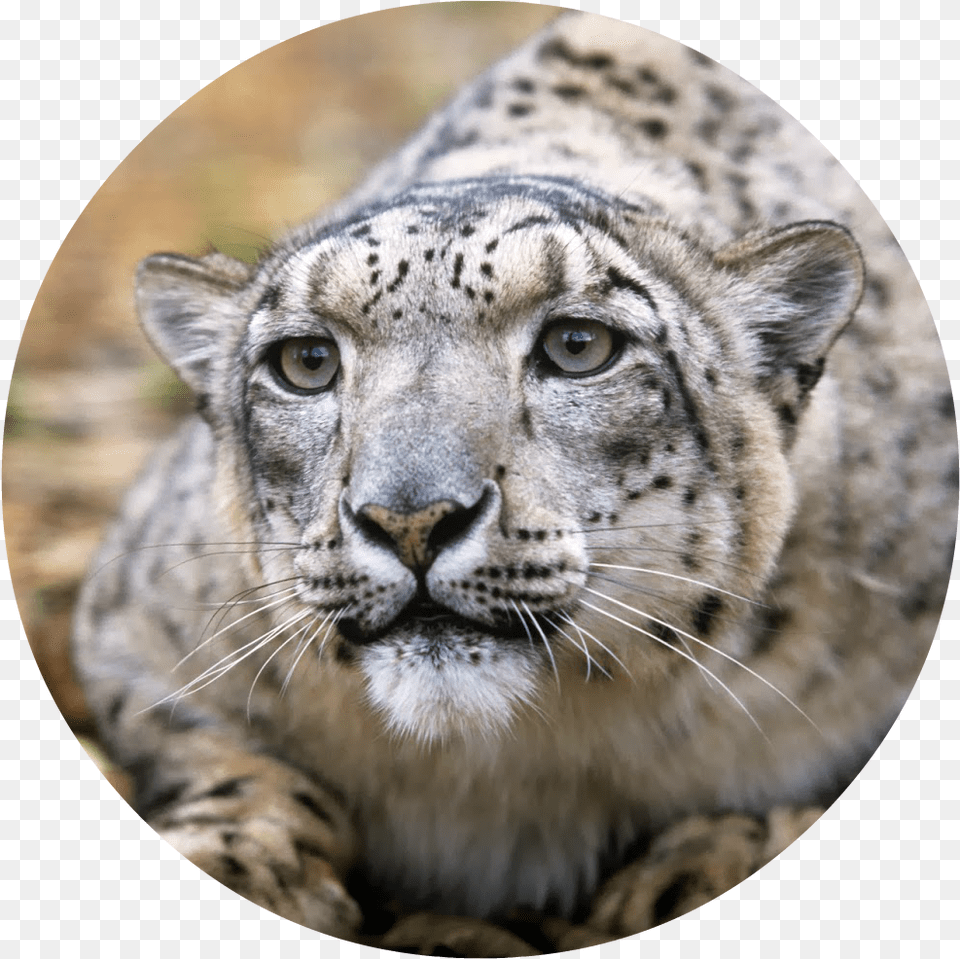 Adult Snow Leopards Download, Animal, Mammal, Panther, Wildlife Png Image