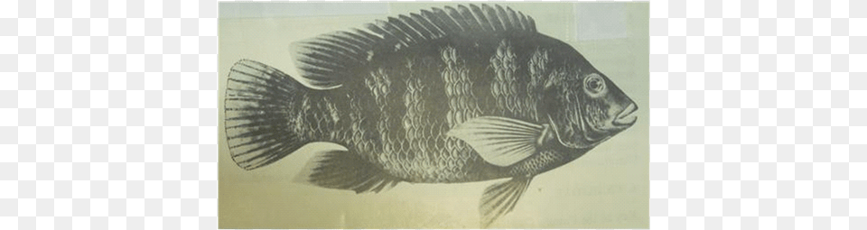 Adult Tilapia Zillii 2 Striper Bass, Animal, Fish, Perch, Sea Life Free Transparent Png