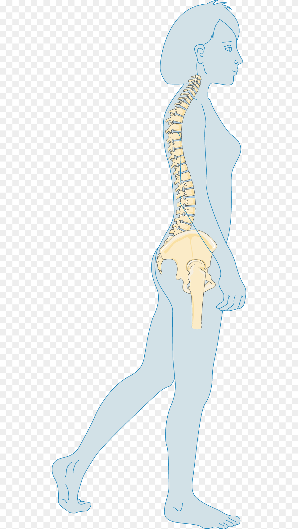 Adulte Bone Bone, Person, Face, Head Png Image