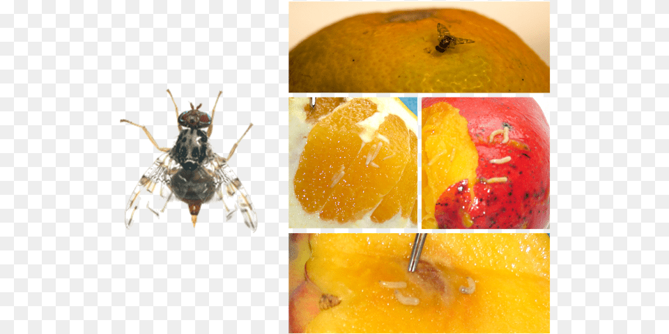 Adulto Y De Ceratitis Capitata Moscas De La Fruta Anastrepha Spp Ceratitis Capitata, Grapefruit, Art, Produce, Citrus Fruit Png Image