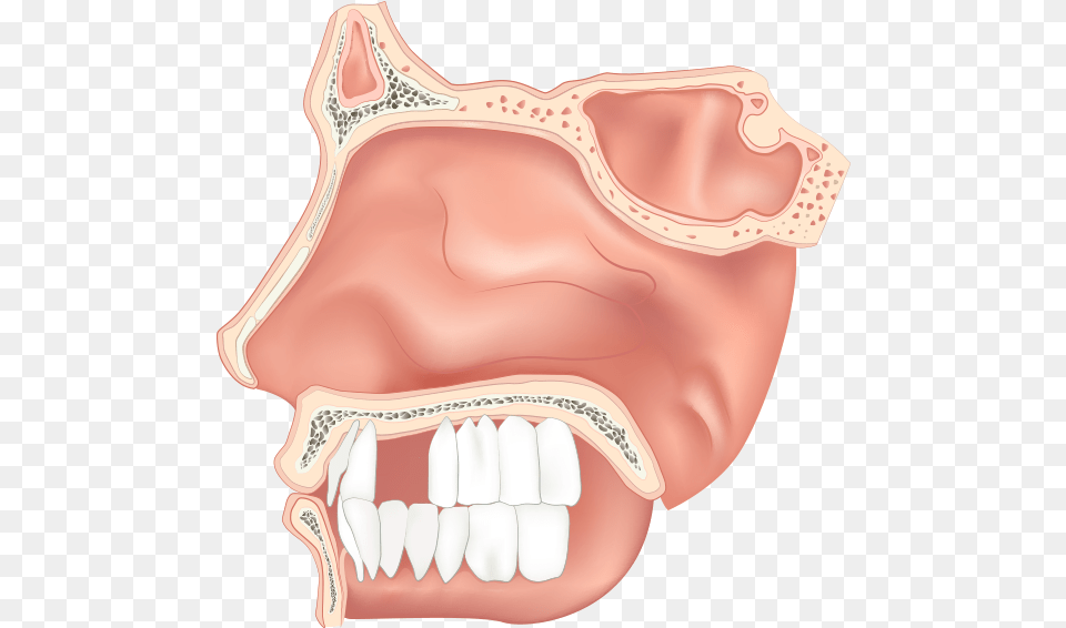 Adults Lose An Average Of 7 Teeth By The Age Of Nasal Cavity Clipart, Body Part, Mouth, Person, Face Free Transparent Png