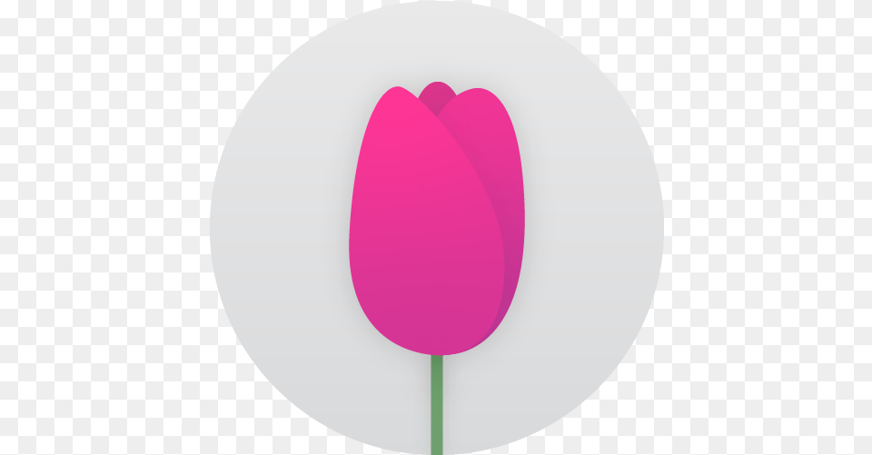 Advanced Commands Girly, Flower, Plant, Tulip, Petal Png Image