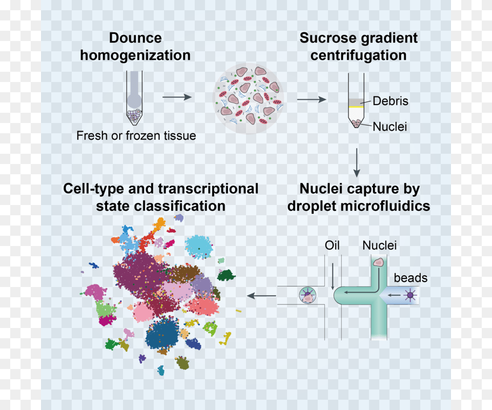 Advanced Gene Search Cell, Chart, Plot, Cross, Symbol Png