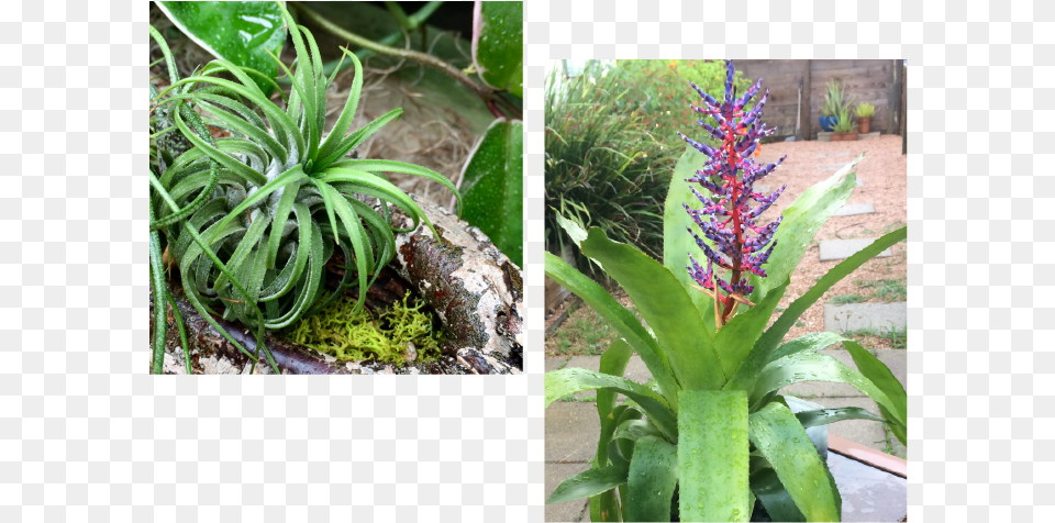 Aechmea Blue Tango, Plant, Flower, Aloe, Vegetation Free Transparent Png