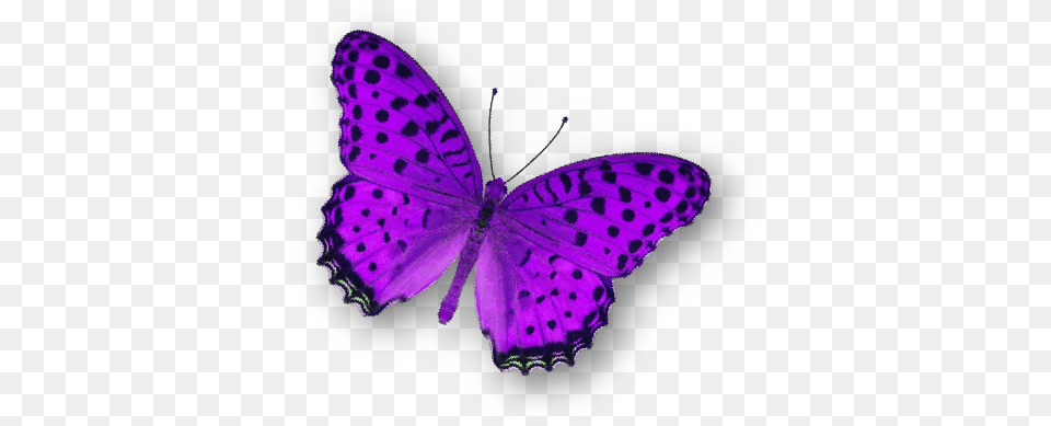 Aeden Studio Purple Butterfly, Animal, Insect, Invertebrate Free Transparent Png