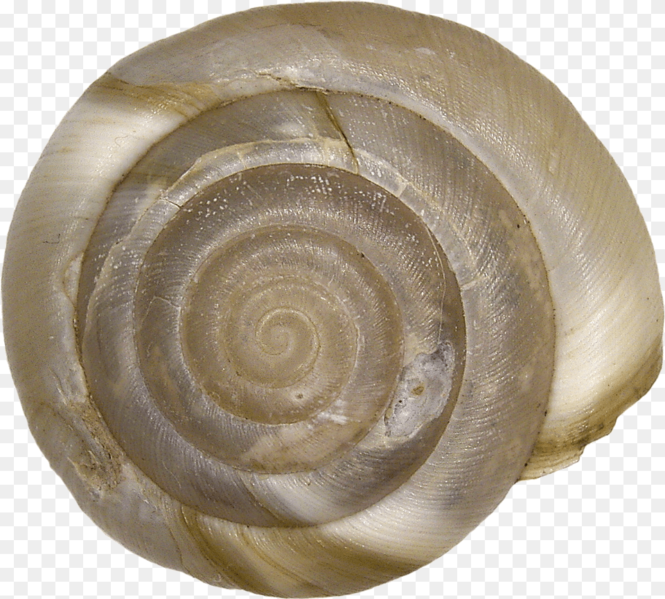 Aegopis Verticillus, Animal, Invertebrate, Sea Life, Seashell Png Image
