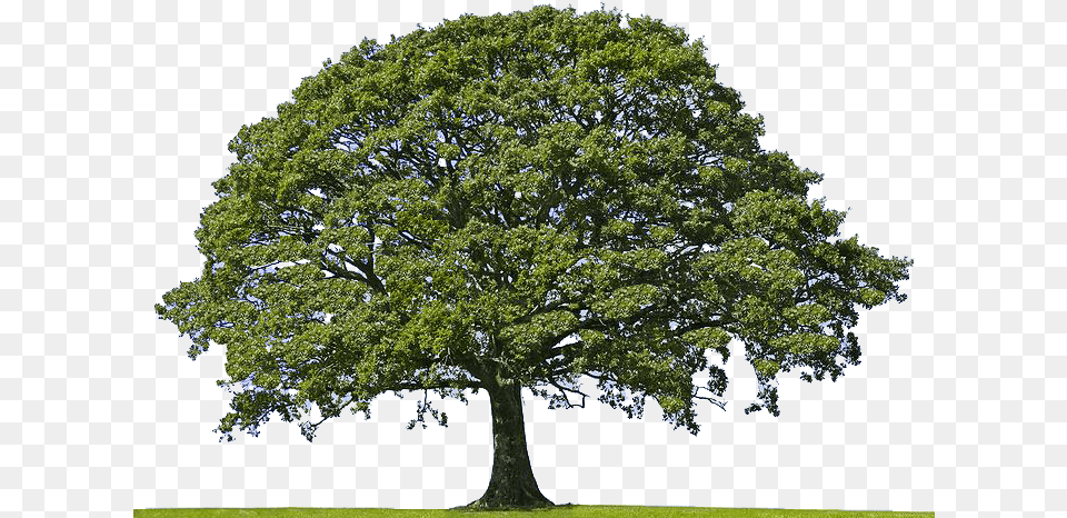 Aerial Tree Oak Tree, Plant, Sycamore, Tree Trunk Png