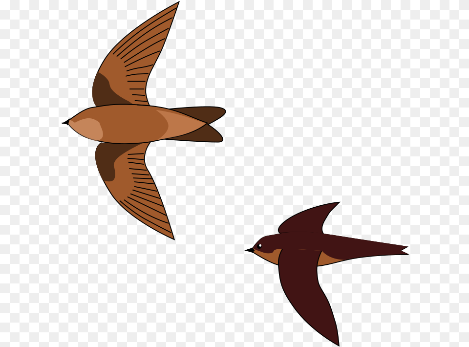 Aerodramus Wikipedia Swiftlet Bird Nest, Animal, Flying, Swallow, Fish Free Png