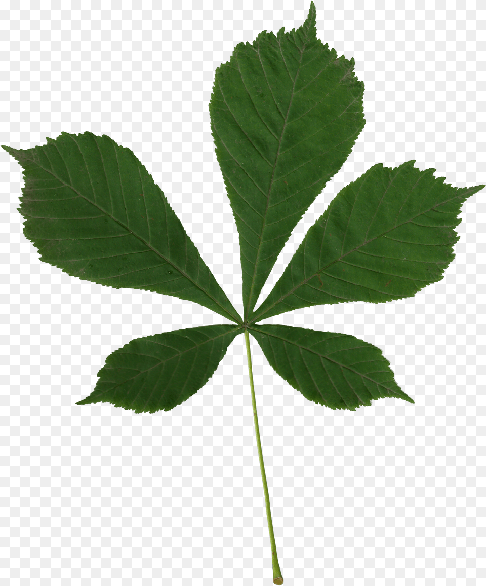 Aesculus Hippocastanum Scanned Leaf, Plant, Tree Png