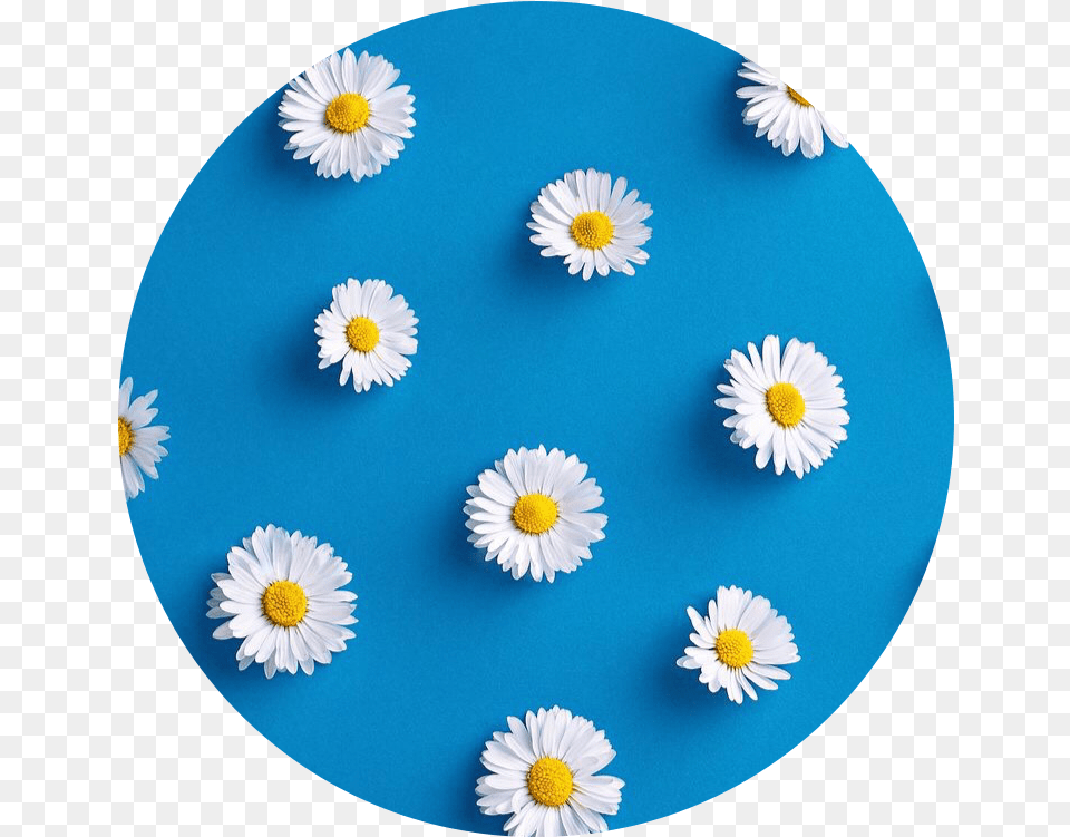 Aesthetic Circle Icon Flower Blue Margaritas Blue Aesthetic, Daisy, Plant Free Png