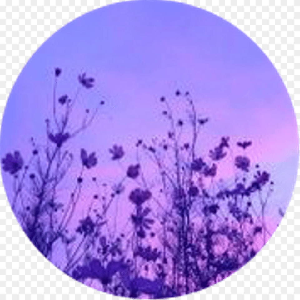 Aesthetic Circle Icon Purple Flowers Flower Purpleaesth Aesthetic Purple Flower Transparent, Nature, Outdoors, Plant, Sky Free Png