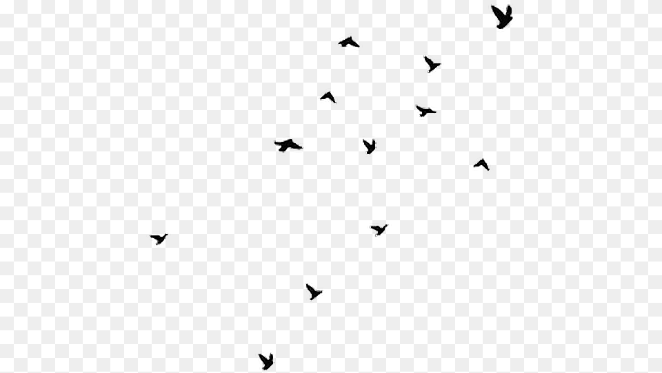 Aesthetic Clipart Bird Svg Library Stock Birds Black Flying Birds Gif, Silhouette Free Png Download