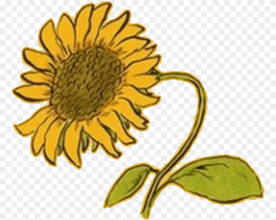 Aesthetic Clipart Random Yellow Flower Aesthetic, Plant, Sunflower, Daisy, Food Png Image