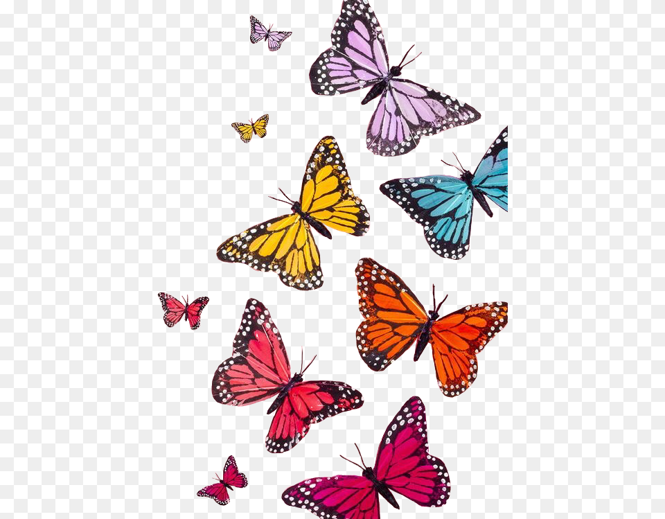 Aesthetic Colorful Butterfly, Animal, Insect, Invertebrate, Monarch Png