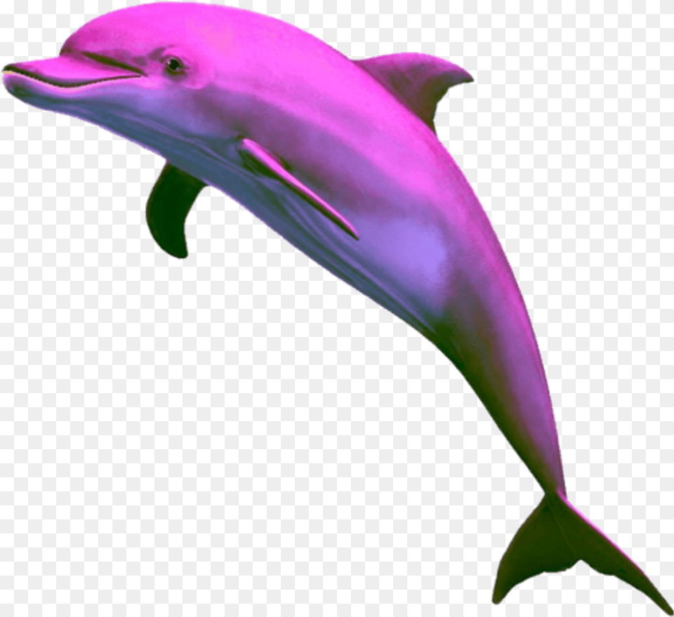 Aesthetic Dolphin Clipart Pink Vaporwave Dolphin, Animal, Mammal, Sea Life, Bird Free Transparent Png