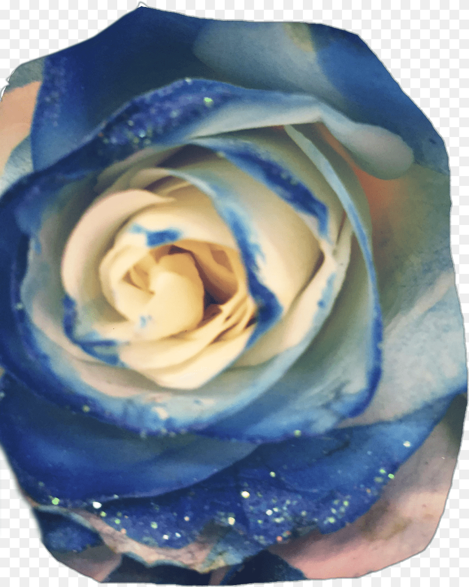 Aesthetic Floribunda, Flower, Plant, Rose, Petal Png